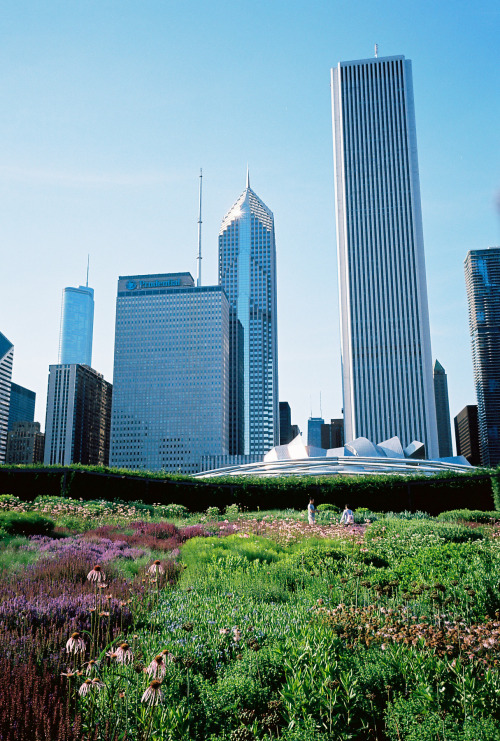 Chicago’s Lurie Gardens {Ricoh GR1 and Kodak Ektar 100}