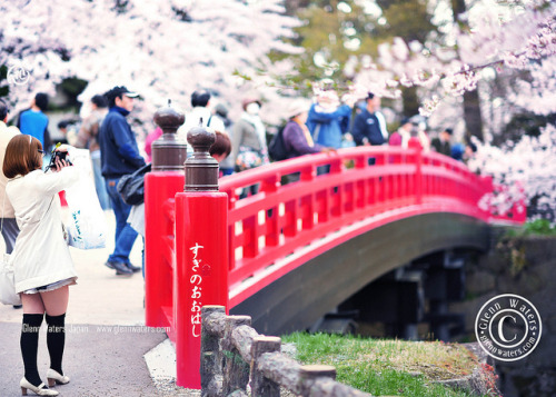 Sakura Bridge