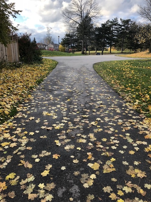 neothesamoyed:Fall Walking