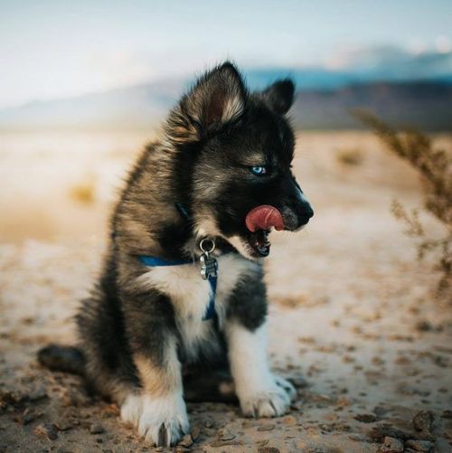 aww-so-pretty: The most adorable puppy