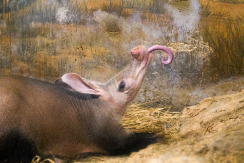 aardvark