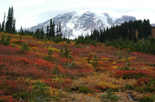 expressions-of-nature: Mt. Rainier Autumn by Jim Culp