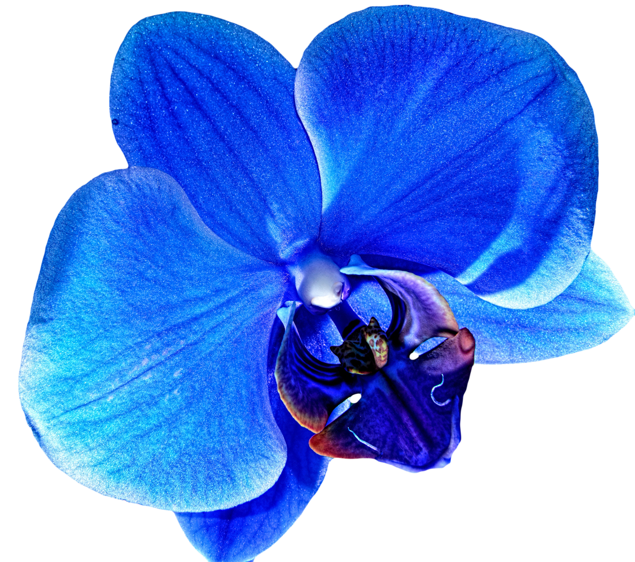 transparent-flowers:Blue Orchid. (x).