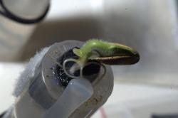 canadian-space-agency:  NASA Astronaut Mike Hopkins aboard the ISS: “A new pumpkin is on its way!It took a week to reach this point from when I first put water on the seed.” December 8th, 2013.  Photo Credit: Mike Hopkins/NASA