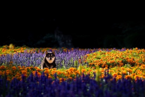 japanese dog