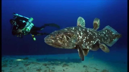 coelasquid:For the folks saying they didn’t know how big coelacanths are compared to people.