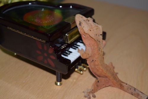 carmel-thecrestie:A piano maestro