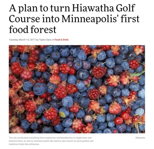 nativenews:baapi-makwa:http://www.citypages.com/restaurants/a-plan-to-turn-hiawatha-golf-course-into