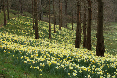 dendroica: A host of golden daffodils (by Graham Dash) Daffodils in Daffodil Valley, Virginia Water,