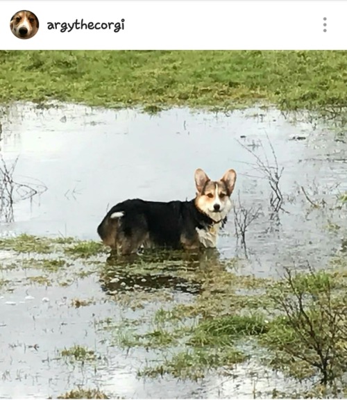 Fluffy boy in big big water puddlehttps://www.instagram.com/p/BPSWPs9geib/By: https://www.instagram.