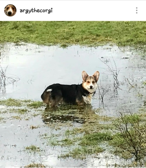 Fluffy boy in big big water puddlewww.instagram.com/p/BPSWPs9geib/ By: www.instagram