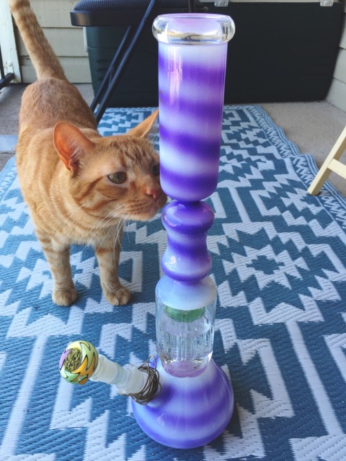 stonerparty:  meowmoksha:  Simba checking out the new bong 4/30/16   johnisinareyouin    