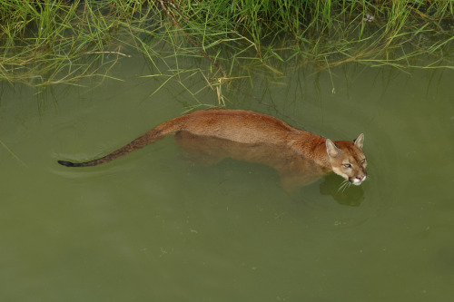 bigcatkingdom:Puma concolor (by wquatman)