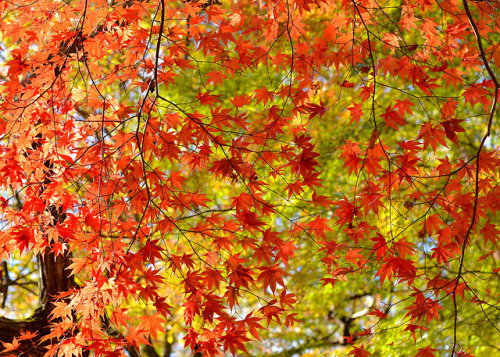 travelingcolors:Autumn in Kobe | Japan (by Akirafoto)