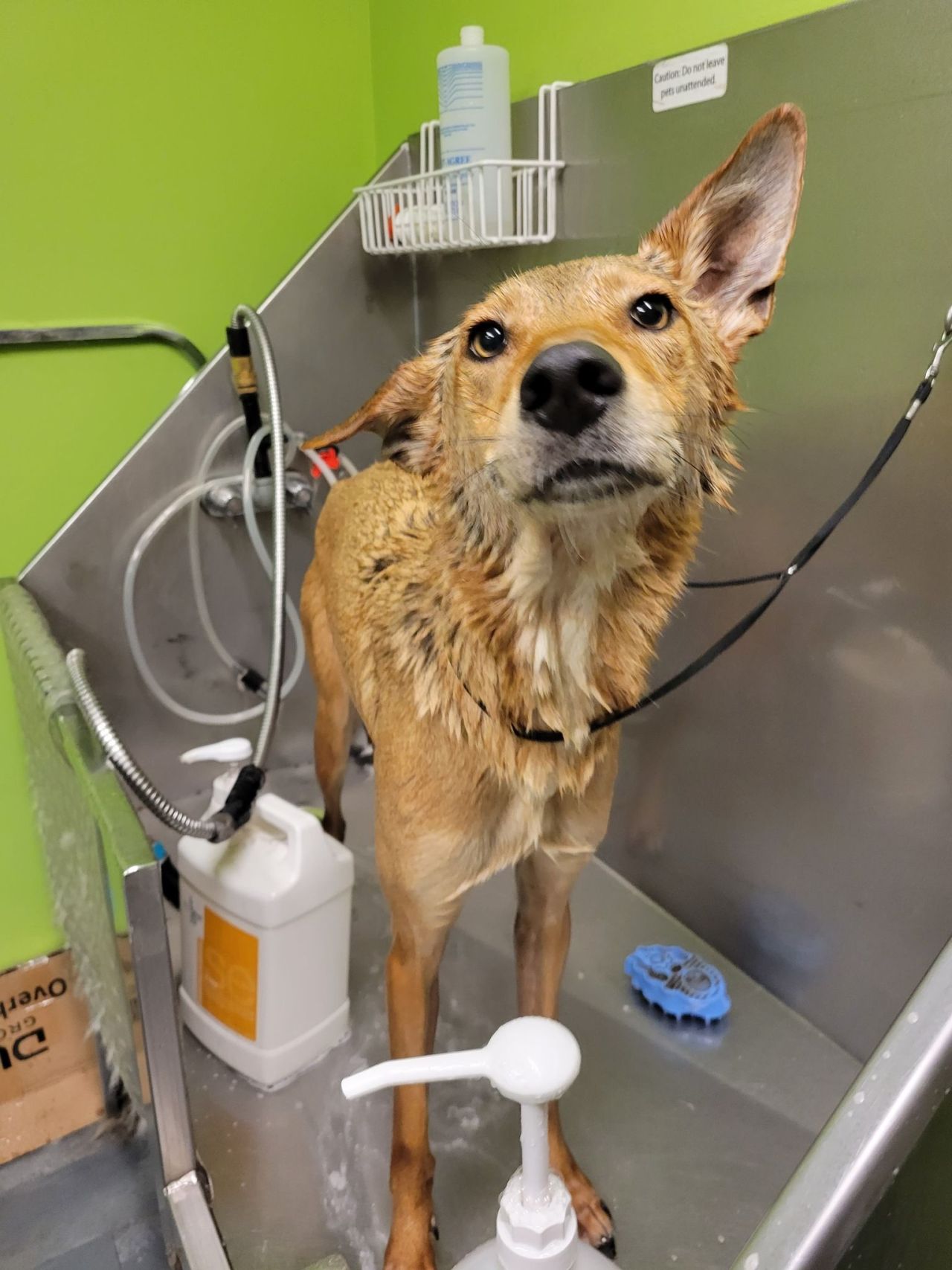 Washed the noodle today. He was a very good boy but gave me the most heartbroken look when I accidentally got water in his ear 