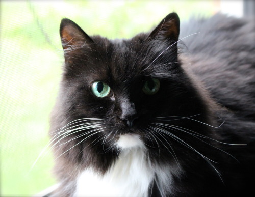 My precious, fluffy 10 year old lady-cat, Spook. (submitted by lizzybetrippin)