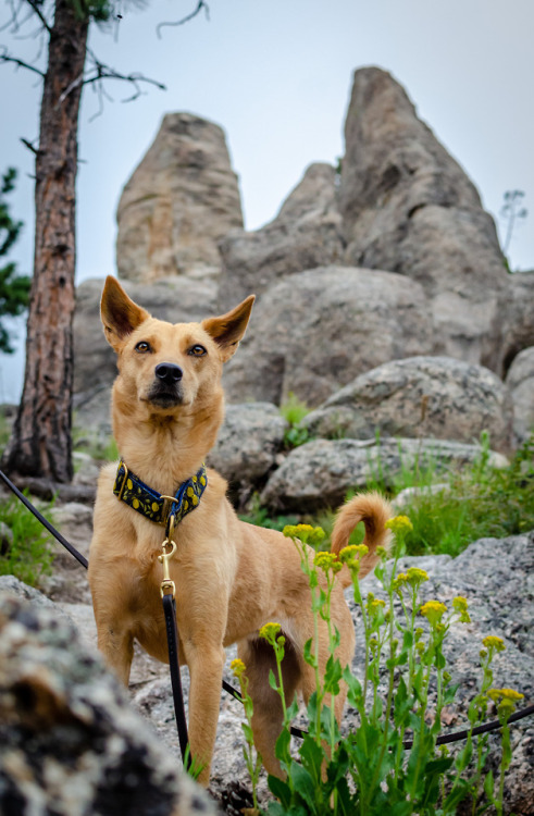streetdogmillionaires: when you are such a powerful goddess that the landscape matches your ears