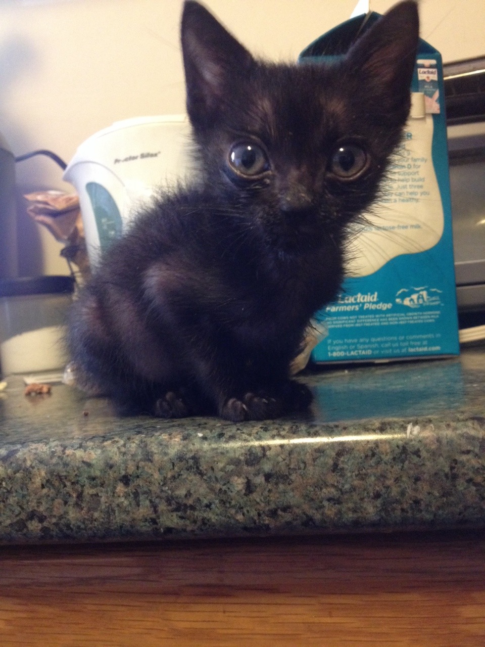 red-trans:  bartokthecat:  good morning bartok!!  crippledyke 