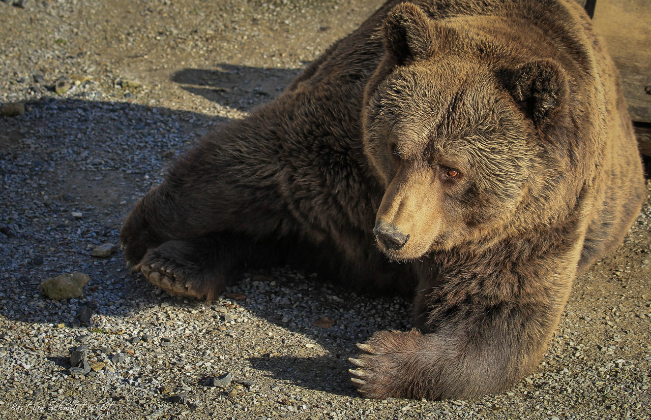 fuck-yeah-bears:  Eurasian brown bear by tuAlly