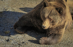 fuck-yeah-bears:  Eurasian brown bear by