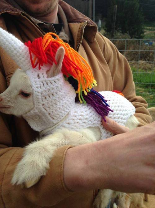 babygoatsandfriends: The mythical goaticorn Via brokenshovels and eltfarms