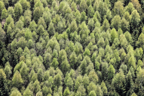 greaterland:  Forests 