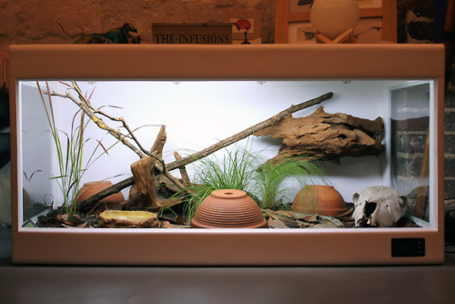 winterhazelly:FINALLY rescaped the snildren’s vivs! Here’s more info on the setup. The o