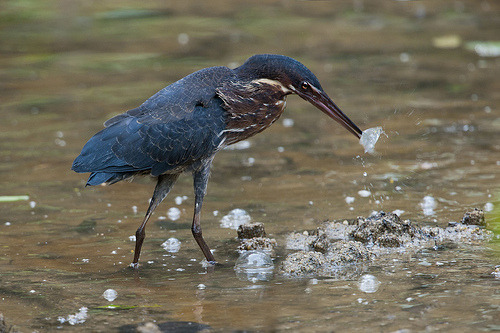 fairy-wren:Black Bittern. Photos by KS Kong