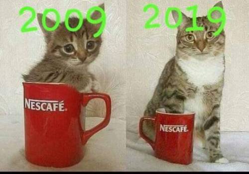 cutekittensarefun:Kittys over the years