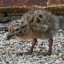 thatbabyseagull