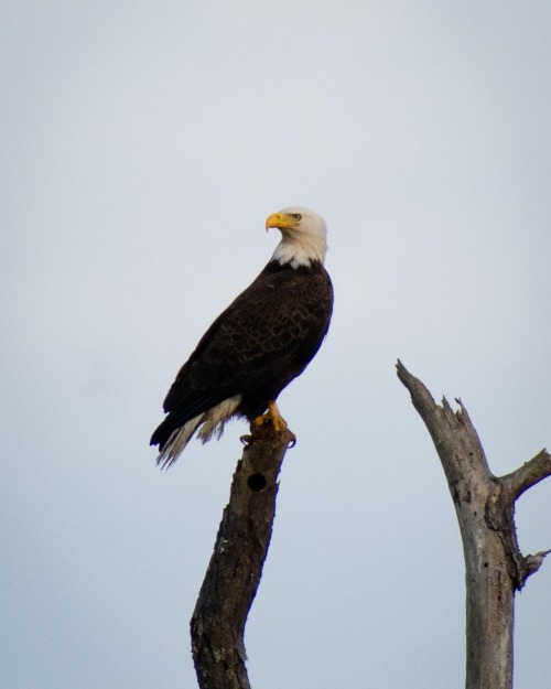 Birding Adventures. This Time I Got To Picture This Beautiful Bald Eagle At Huntington Beach State Park.