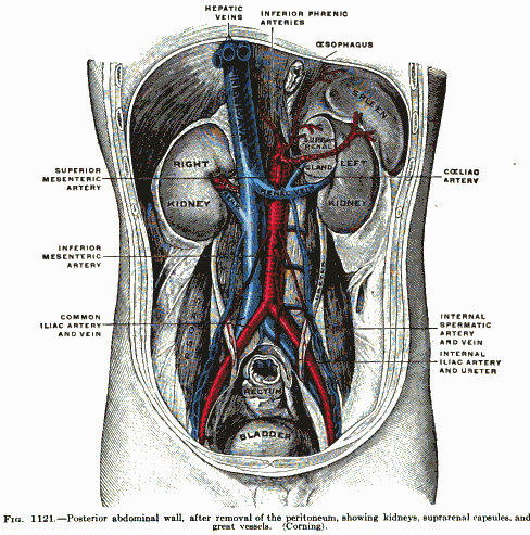 quintessince:  Anatomy of the human body  By Henry Gray