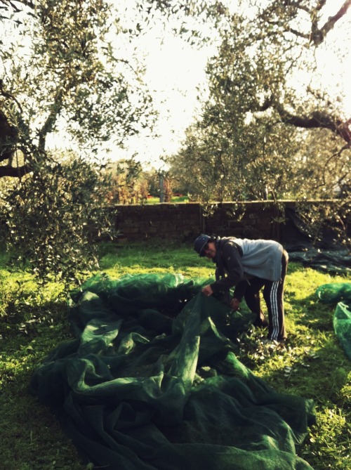 sustainfood:Verde Oliva(s’è colto le olive in quel del paesello, 7 quintali, non vedo l’ora di ingoz
