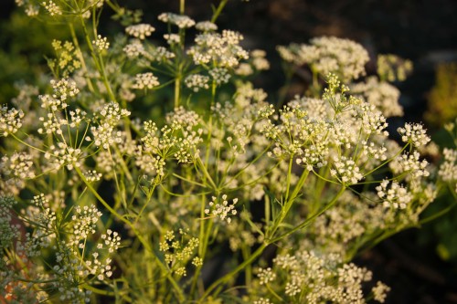 Helpful Herbs: Anise by Kirsten Lie-Nielsen   Anise, or aniseed, is a pretty, easy to grow flowering