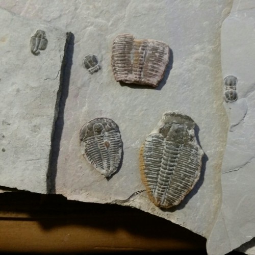 Trilobite Fossils Found On Draper