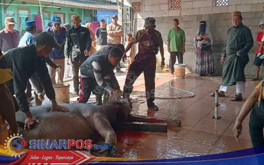 Keluarga Besar Haji Maman Sumbang 7 Ekor Kerbau Kurban, Sebarkan Kebahagiaan hingga ke Pelosok pada Idul Adha 1446 H