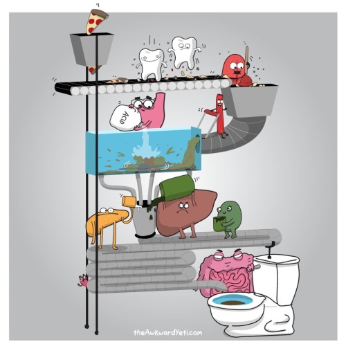 larstheyeti:  Digestive system diagram (most adult photos