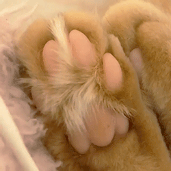 💕𝙺𝚒𝚝𝚝𝚢 𝚌𝚊𝚝 𝚜𝚝𝚒𝚖𝚋𝚘𝚊𝚛𝚍 (๑✪ω✪๑)♡