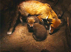 whiny-sugar-glider:  National Geographic  - Wild Russia  Awwwe!