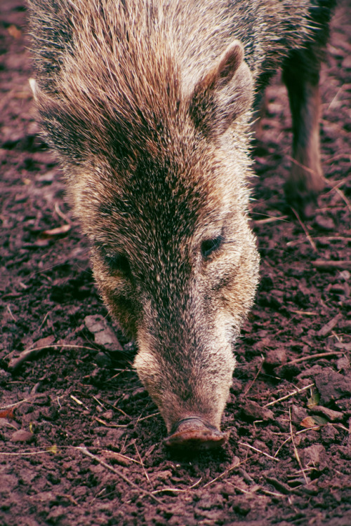 Honestly javelina are so underrated they’re so dang cute! Just look at their lil snoot