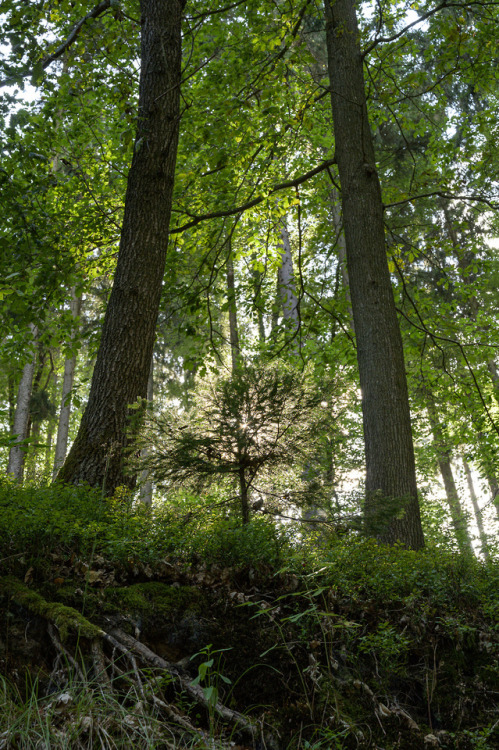 talkstotrees:little one19/08/04-6