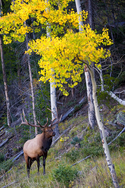 tulipnight:  His Majesty by OJeffrey Photography on Flickr. 