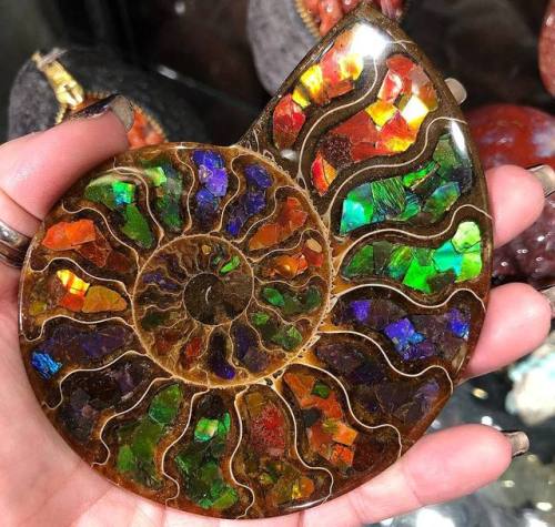 geologyin-blog:Ammonite inlaid with ammolite  at the Denver Gem Show! Photo: Sage Goddess