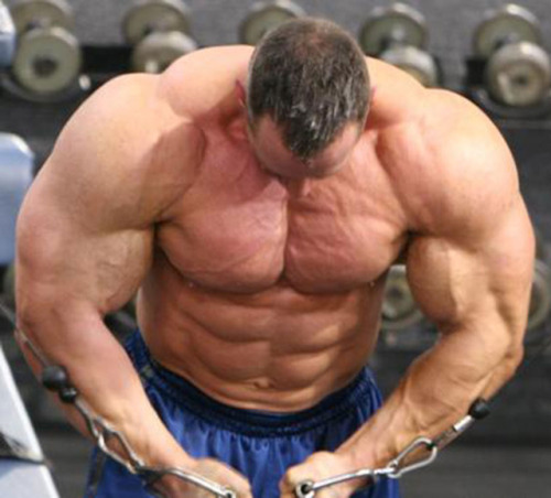 MUSCLE CORPS