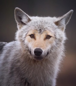 wolfsheart-blog:      Grey Wolf portrait
