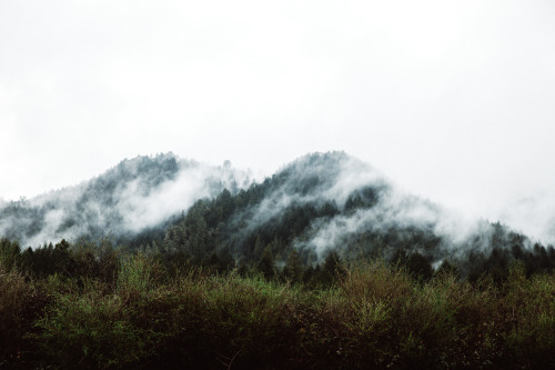 jonahreenders: a misty morning in northern California By: Jonah Reenders