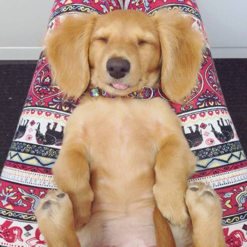 awwww-cute:I guess this is comfortable