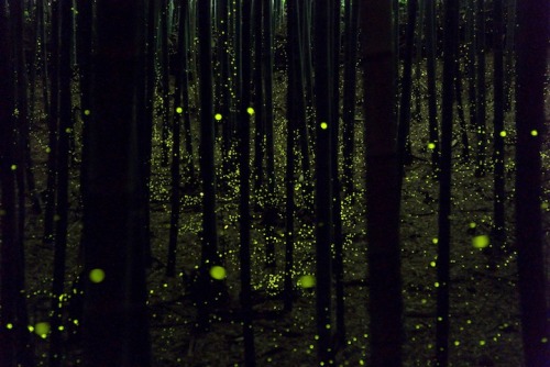 pleoros:  Yume Cyan Magical Long Exposure Photos of Fireflies in Japan.  Photographer Yume Cyan manages to take some truly spectacular shots of fireflies in the forests of Nagoya City, Japan. The photographer’s beautiful long exposure photos capture