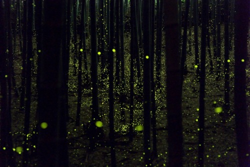 mymodernmet:Magical Long Exposure Photos of Fireflies in Japan
