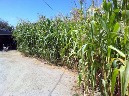 thinkmexican:  Mexicans Continue Corn Planting Tradition  Throughout the Eastside of Salinas, and many other Mexican communities in the United States, the tradition of planting corn continues. Whether it’s a small milpa in the backyard or a couple of